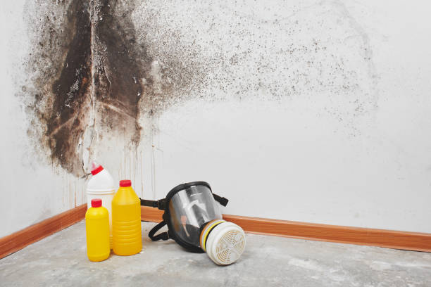 Best Mold Remediation for Specific Building Types in Winnsboro, TX