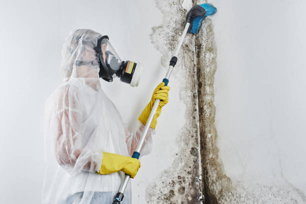 Best Post-Flood Mold Remediation in Winnsboro, TX