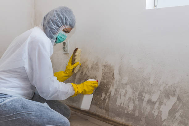Winnsboro, TX Mold Remediation Company
