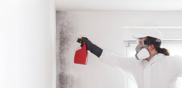 Best Localized Mold Remediation (e.g., coastal areas, humid climates) in Winnsboro, TX