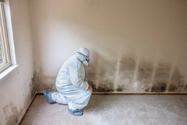 Best White Mold Remediation in Winnsboro, TX