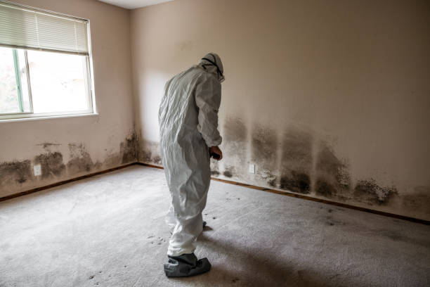 Best Attic Mold Remediation in Winnsboro, TX