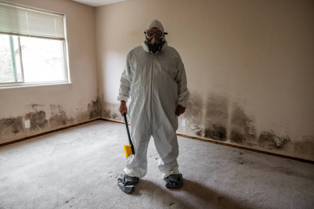 Best DIY Mold Remediation Support Services in Winnsboro, TX