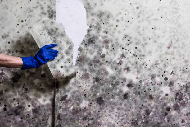 Best Localized Mold Remediation (e.g., coastal areas, humid climates) in Winnsboro, TX